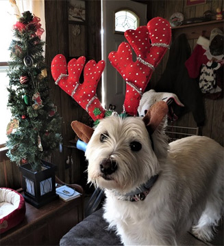 Waitin fer Santa Paws
