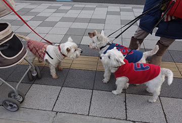 My first meeting with two other Westies!