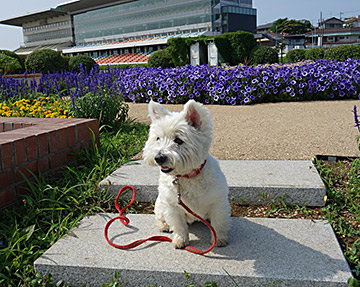 In front of the flower bed at Urawa Racecourse