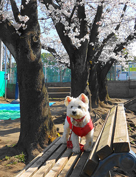 Taking a rest under the cherry trees