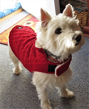 Ready for a walkie!