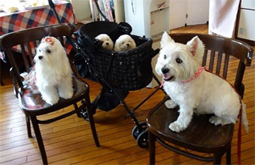 At the dog cafe with 3 Maltese friends