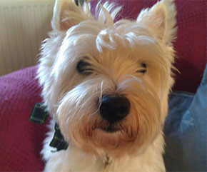 Angus