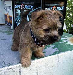 Bandit