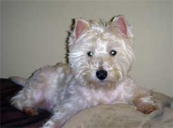 Biscuit