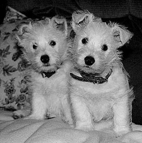 Angus & Dougal