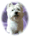 Member Bio
