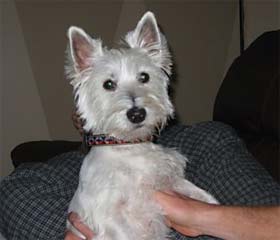 Cooper