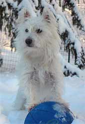 Fergus