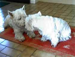 Hamish