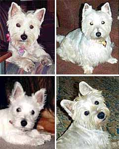 Lacey, Dixie, Daisy, Marti