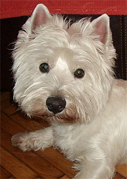 Moki