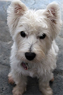 Riley Westie Napier