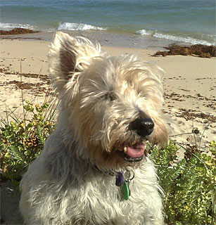 Ziggy